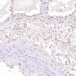 Anti-Hsc70 HSPA8 Rabbit Monoclonal Antibody